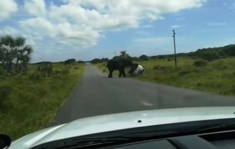 elefante ribalta ford Everest