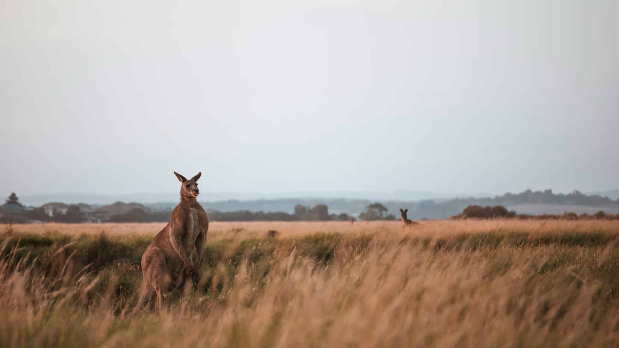 Ecco come preparare al meglio un tour dell’Australia