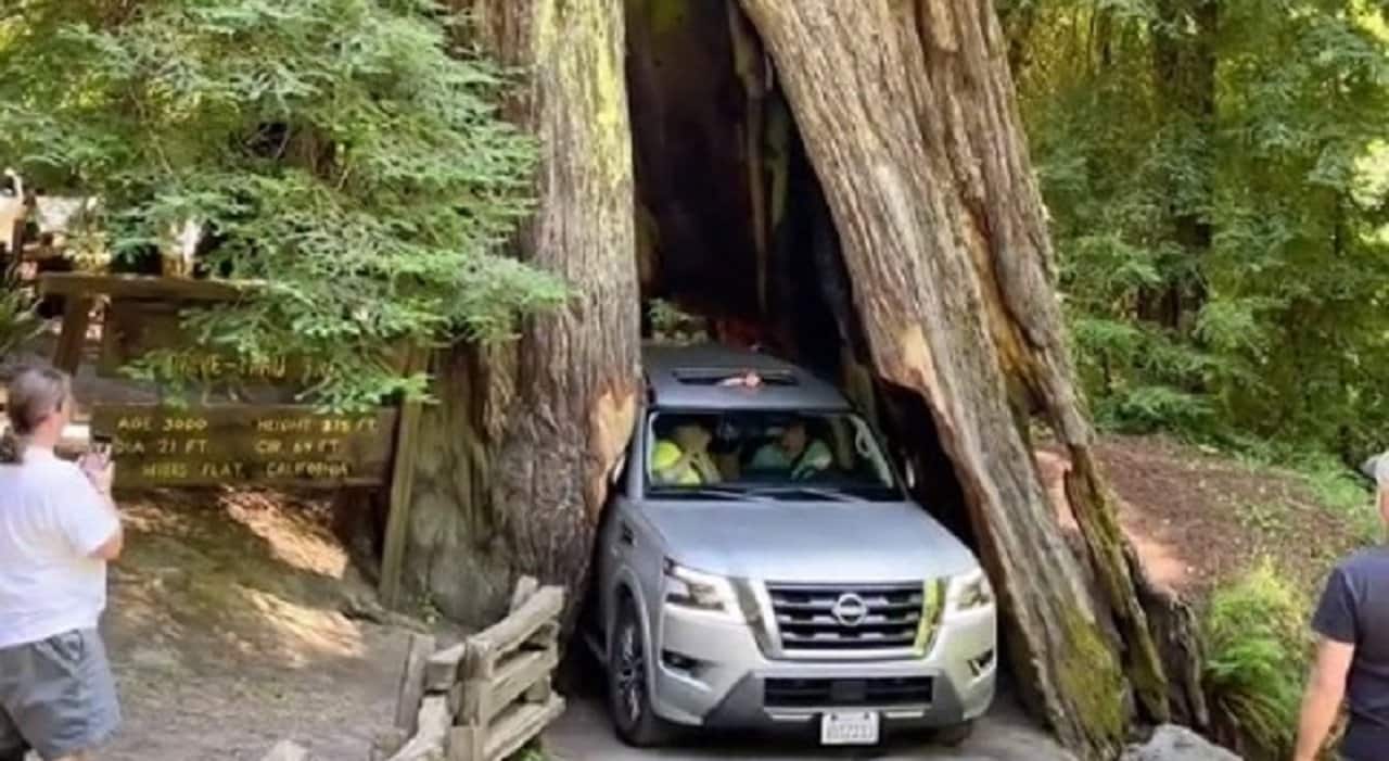 California, SUV si incastra nella famosa sequoia gigante [VIDEO]