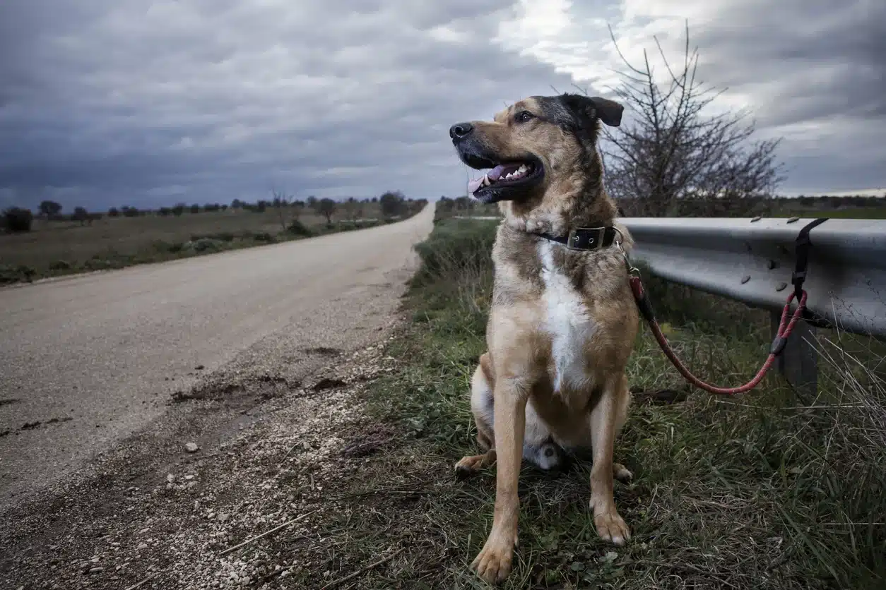 Chi abbandona animali in strada rischia fino a 7 anni di carcere