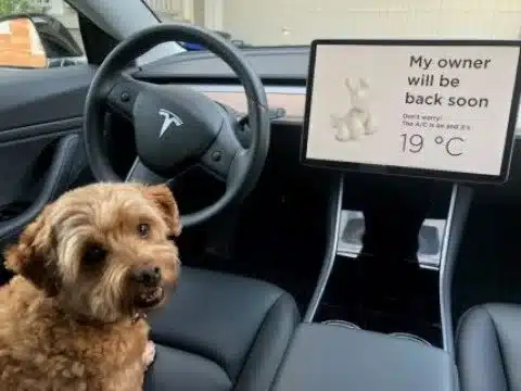 tesla dog mode celsius