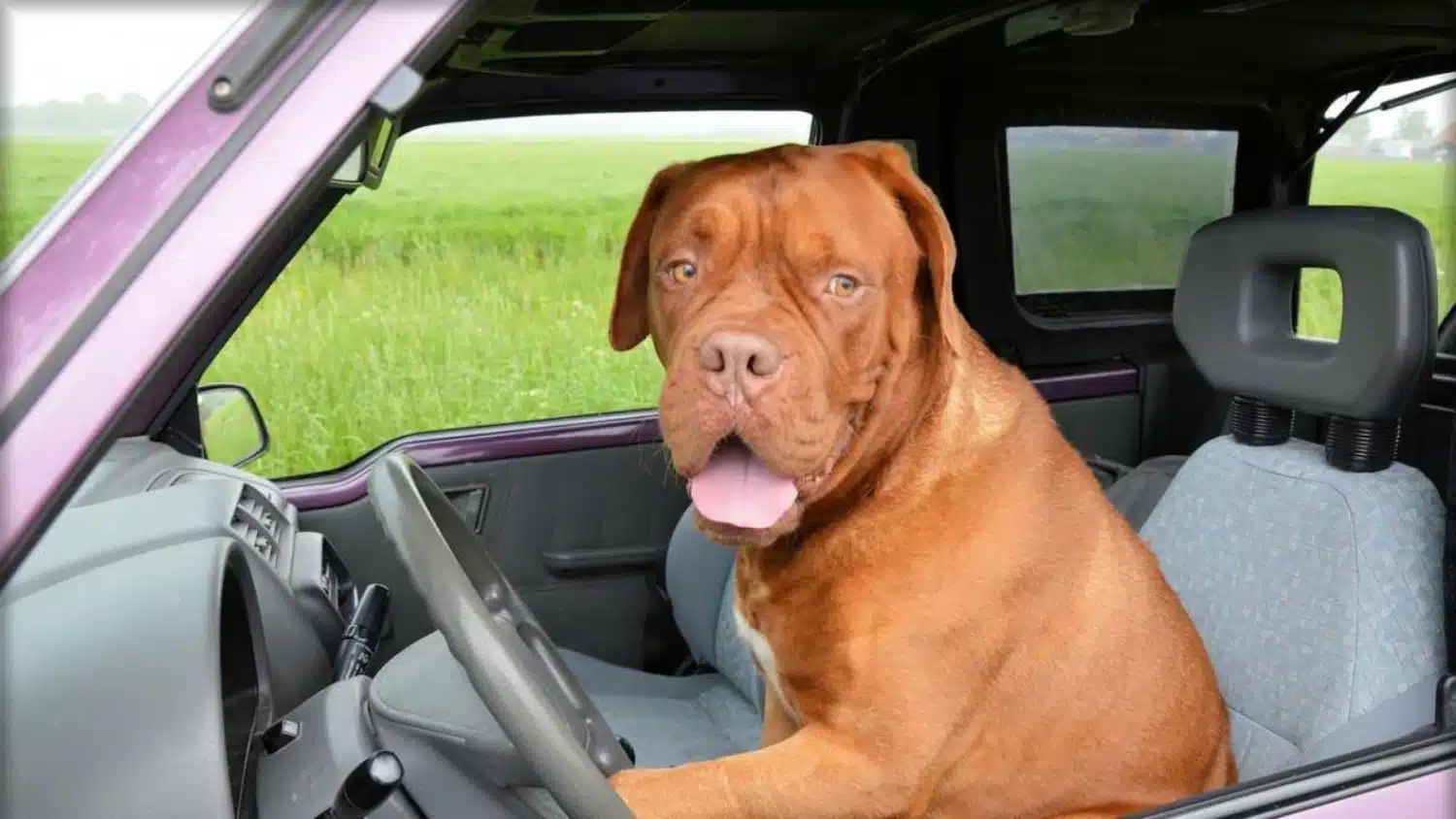 Texas: cane al volante tampona un’auto in un parcheggio