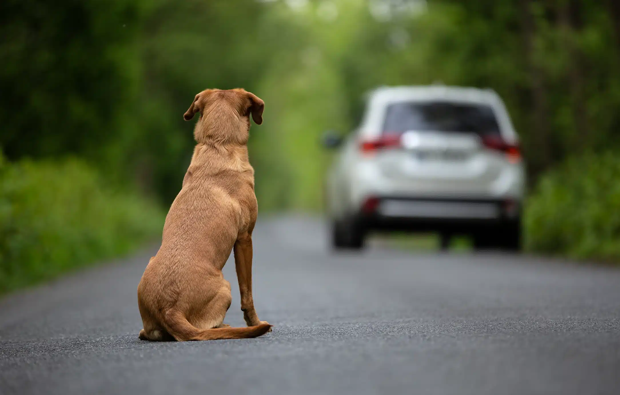 cani-abbandonati-legge codice della Strada 2024